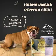Cum alegi hrana umedă pentru câini?