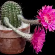 Floare de cactus