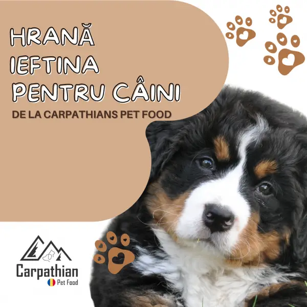 Hrană ieftină pentru câini