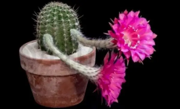 Floare de cactus